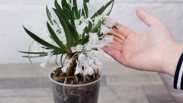 Уникальная орхидея Podangis dactyloceras.Родом из Африки. Домашнее цветение смотреть онлайн