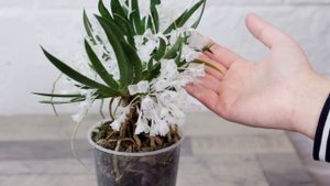 Уникальная орхидея Podangis dactyloceras.Родом из Африки.  Домашнее цветение