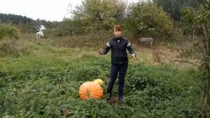 О пользе конского навоза