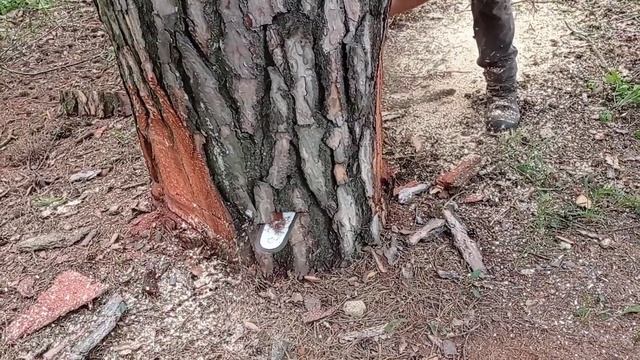 saw cut of a complex tree // Валка раздвоенной сосны // Опасные деревья // Stihl MS661