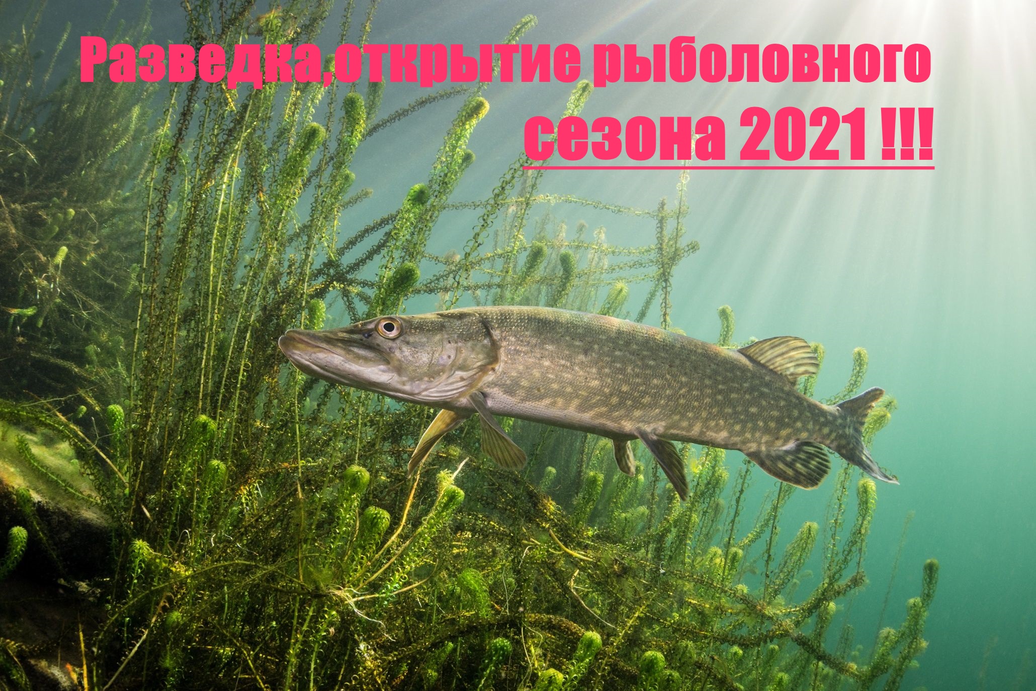 Щука водоросли