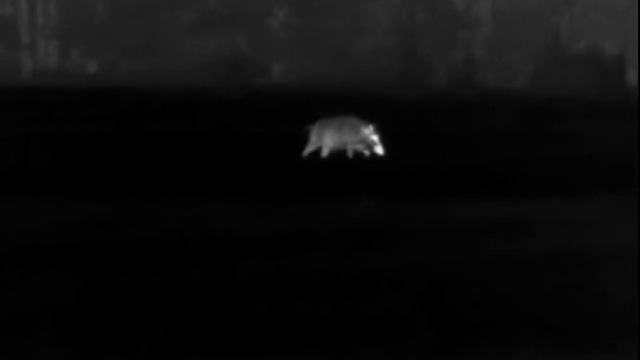 #21 Thermovision Pulsar Axion XM38 BIG BOAR ? ? WILD BOAR HUNTING IN POLAND смотреть онлайн