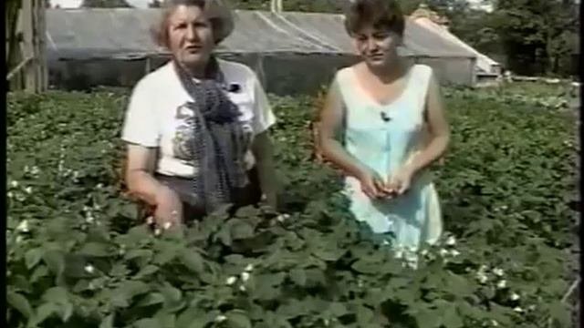 Практические советы по выращиванию картофеля