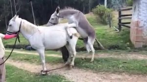 Заплідненя Осеол Коня