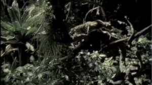 Margay- An Endangered Species