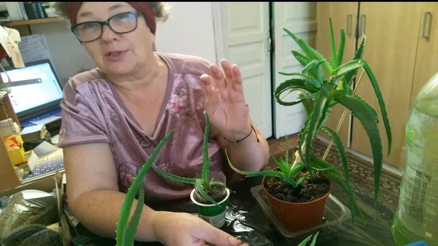 Алоэ древовидный (столетник)-размножаем. смотреть онлайн