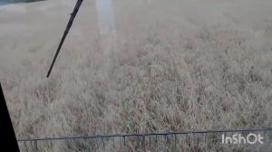 Енисей 1200-1нм. молотим пшеницу.