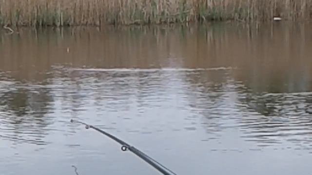 Рыбалка в МАЕ! МАЙСКИЙ КАРАСЬ! смотреть онлайн