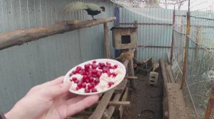 Вольер с фазанам. Выращивание фазанов в домашних условиях. Первое яйцо в 2024г. Сколько живут фазаны