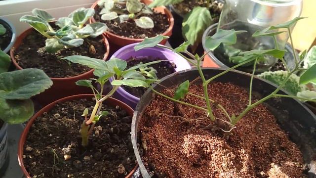 Фиалка цветет в морозы смотреть онлайн