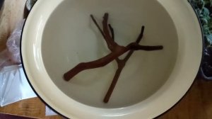 Коряги из виноградной лозы результат