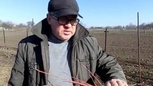 Зимняя обрезка и черенкование голубики