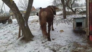 #ЛОШАДИ#ПРОДАЕТСЯ СОВЕТСКИЙ ТЯЖЕЛОВОЗ БАРОН# В БЕЛАРУСИ ОБУЧЕННЫЙ ГОТОВ К ПОЛЕВЫМ РАБОТАМ#