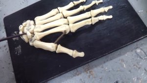 Кости кисти. Строение кисти. Анатомия. Урок 2