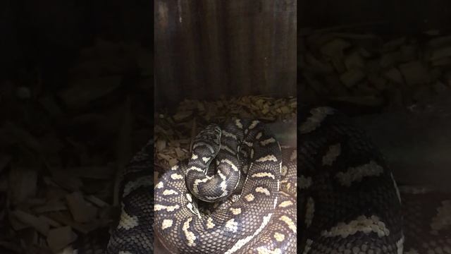 Carpet Python