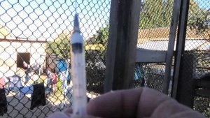 Вакцинация голубей! Цыганские голуби Петра!