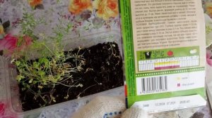 Кресс салат на подоконнике.