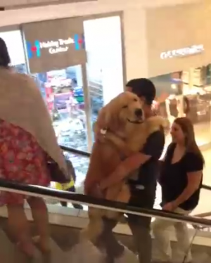Собака на эскалаторе