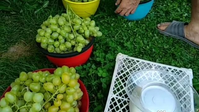 Виноград Подмосковья 31.08.21. Сбор винограда Супер Экстра, 25,8кг ягод с одного куста. Сад Копейки