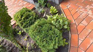 НОВАЯ ФОРМА ЕЛИ ОБЫКНОВЕННОЙ “NIDIFORMIS”. ОГОЛЯЕМ СТВОЛ.