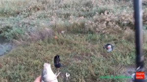 Рыбалка с берега 2021 _ донки _ ловим сазана и другую рыбу