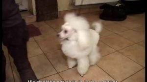 Порода ПУДЕЛЬ/ PŪDELIS