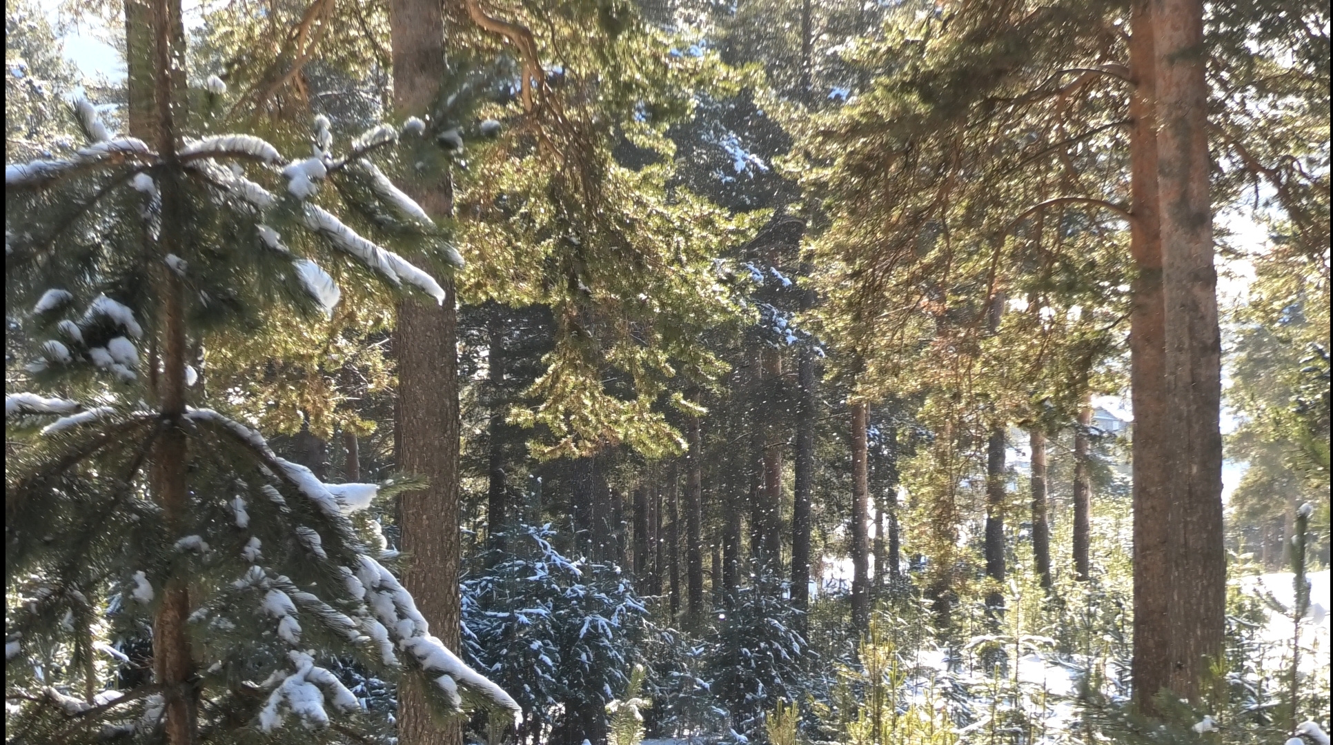 Морозный лес прогулка сосна парень