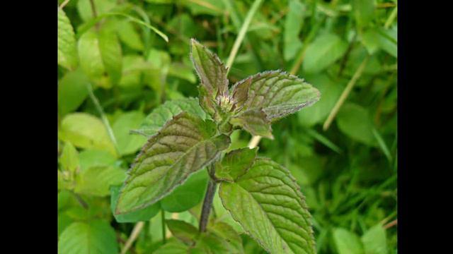 ЦЕЛЕБНЫЕ ТРАВЫ И НЕ ОЧЕНЬ (1Часть) смотреть онлайн