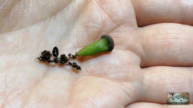 Repotting LITHOPS SEEDLINGS for the first time (Grown from SEED) смотреть онлайн