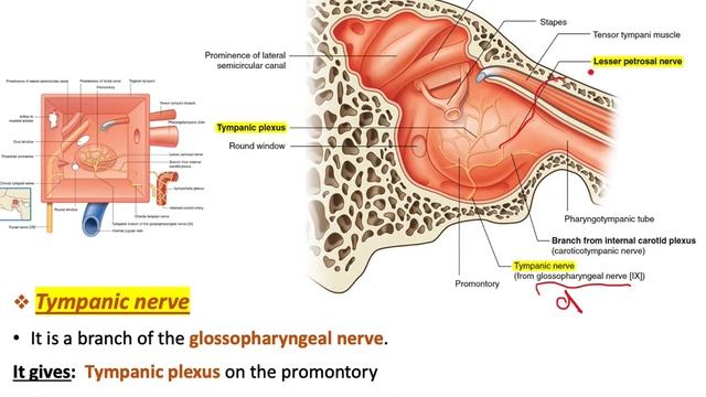 Anatomy of the Ear (Full Lecture)