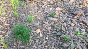 Поломка винта на Аэролодке