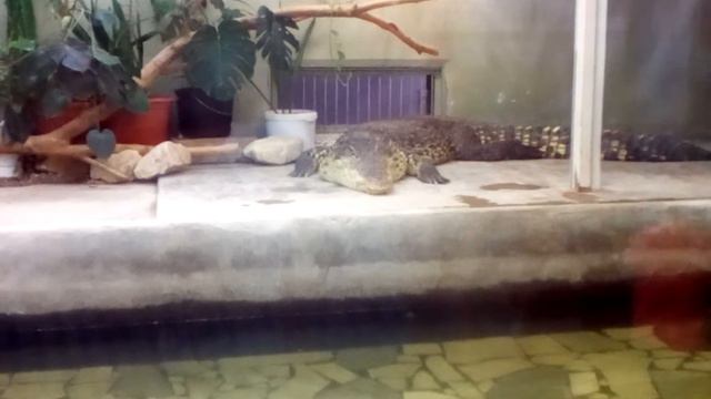 22 08 2016 зоопарк в г. Екатеринбург, террариум, крокодил смотреть онлайн