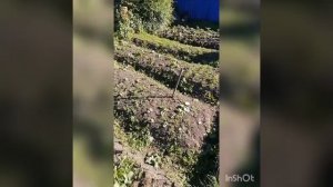 Пугало в огород