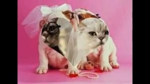 Поздравление с годовщиной свадьбы. Wedding anniversary