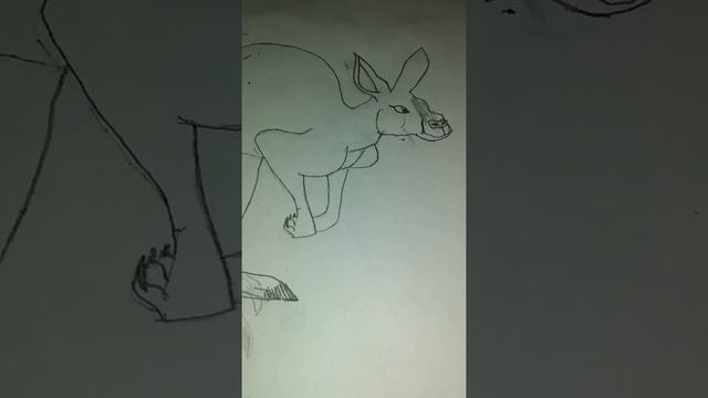 How to draw the Red Kangaroo (Macropus rufus) смотреть онлайн