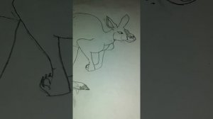 How to draw the Red Kangaroo (Macropus rufus)