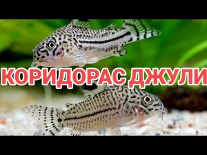 КОРИДОРАС ДЖУЛИ. УХОД И СОДЕРЖАНИЕ В АКВАРИУМЕ