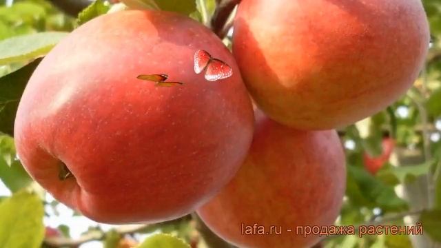 Яблоня средний Пепин шафранный (malus) ? обзор_ как сажать, саженцы яблони Пепи.mp4