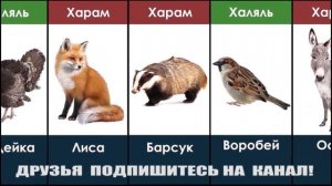 Харам и Халяль Мясо Животных в Исламе