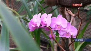 В тени листвы под аккомпанемент фортепиано