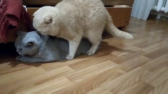 Кошкина любовь#вязкакошек#шотландскиекоты#scotishfold#cat#