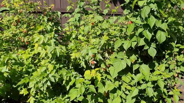 Мой сад 17 июля. Роза Динки , лилия Пинк Флайт, малина, чёрная смородина. смотреть онлайн