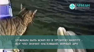 Дружба крепкая не расклеится ..