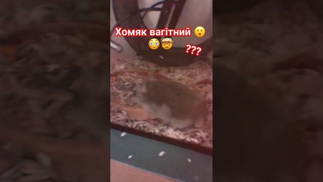 Пушка 2 раз вагітна ???? #хомки #джунгарскийхомяк #хомяк #pets #хома #animal #джунгарик