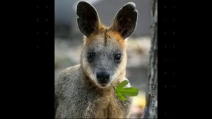 Валлаби болотный