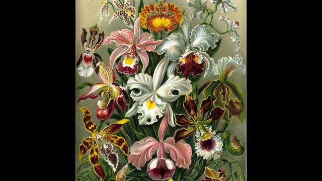 Flowers Seed Catalog Prints Geraniums Roses Lilliums Iriss Hollyhocks Pansies