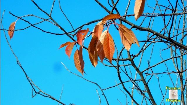 Рассказ "Теорема о параллельных линиях жизни" смотреть онлайн