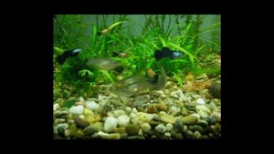 Гуппи панда/Guppy Panda