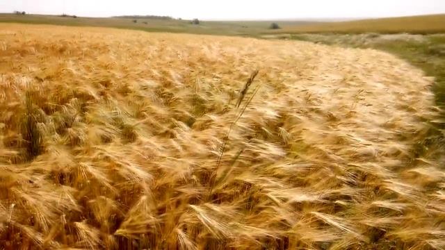 Озимые зерновые  после ливней: пшеница и ячмень. Болезни колоса и хлебный жук-кузька