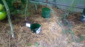 Полив томатов в теплице